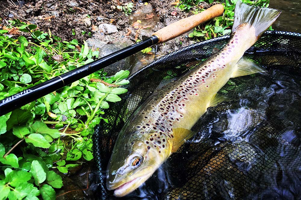 Trout on Tenkara