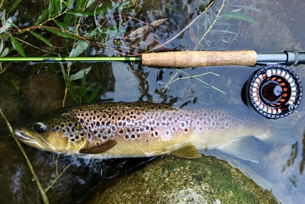 Trout on the fly